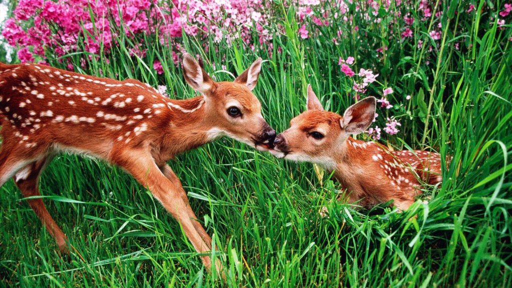 春に出会えるかわいい動物