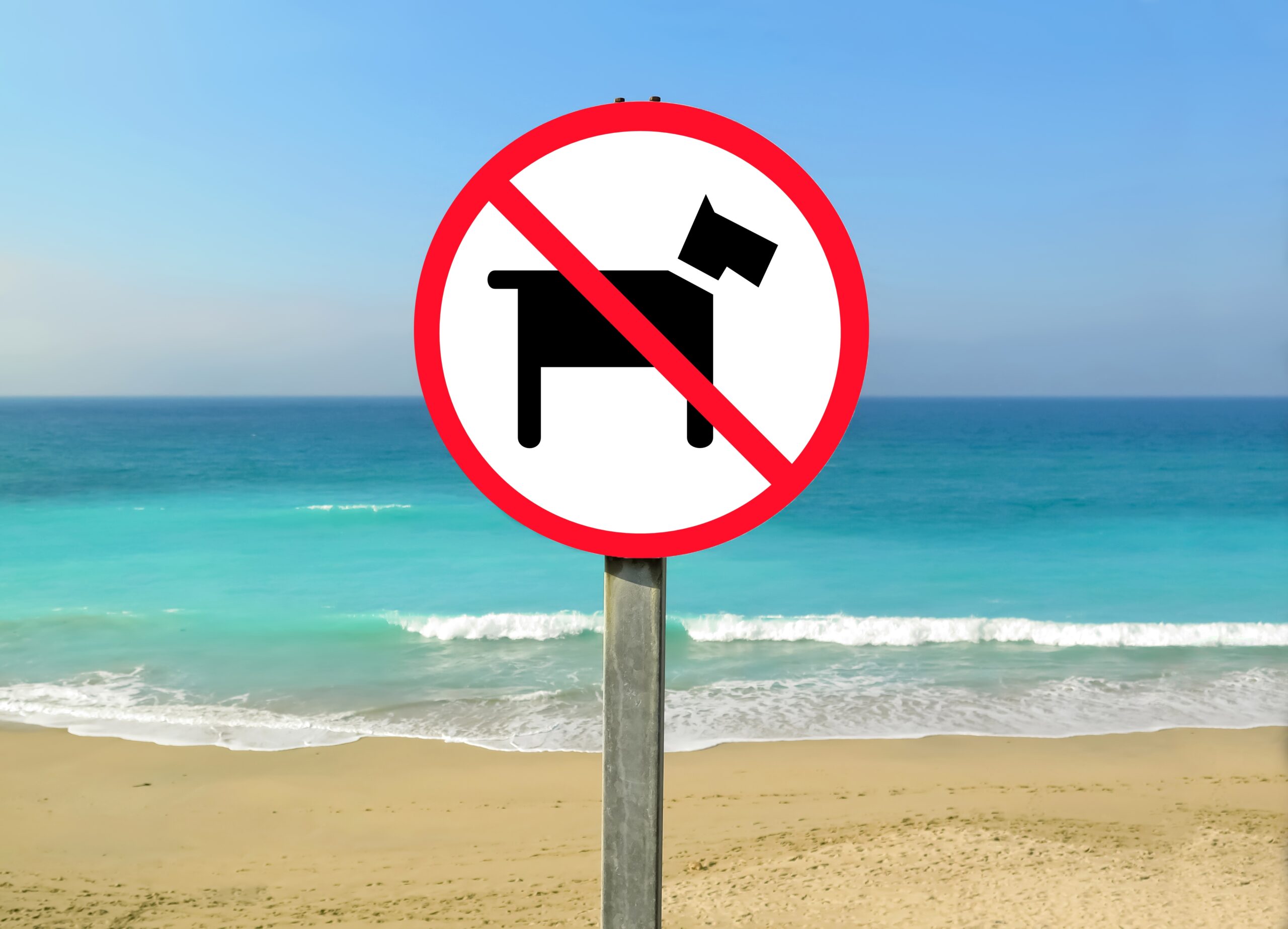 closeup shot of a no pets allowed sign at the be 2023 01 04 01 00 58 utc scaled