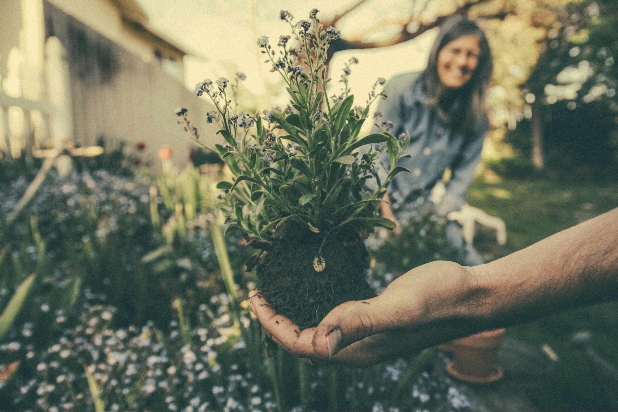 初心者向けのアパートガーデニング: アパートで植物を育てる方法！ - Village Blog