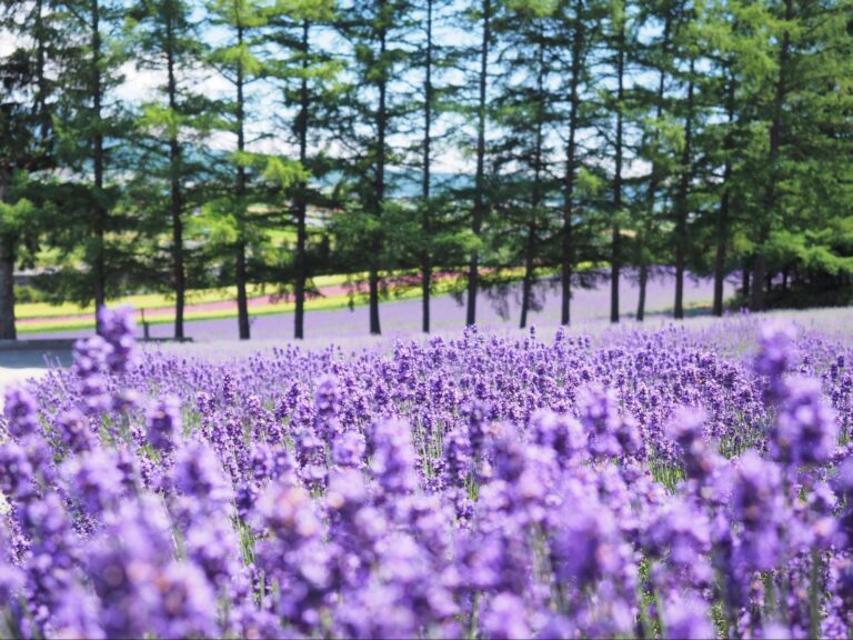 この夏に訪れたい、北海道で最も美しい花畑 5選 