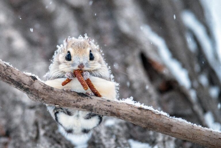 北海道の野生動物ガイド：北海道の大自然で出会える可愛い動物5選 