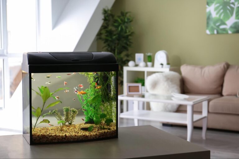 魚を飼いたい！賃貸住宅で水槽を置くときの注意点　 