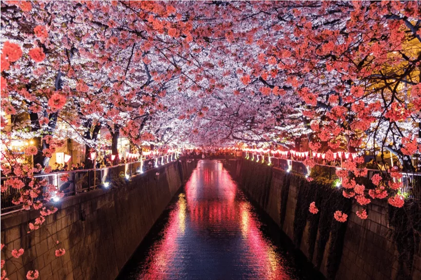 Cherry Blossoms at night