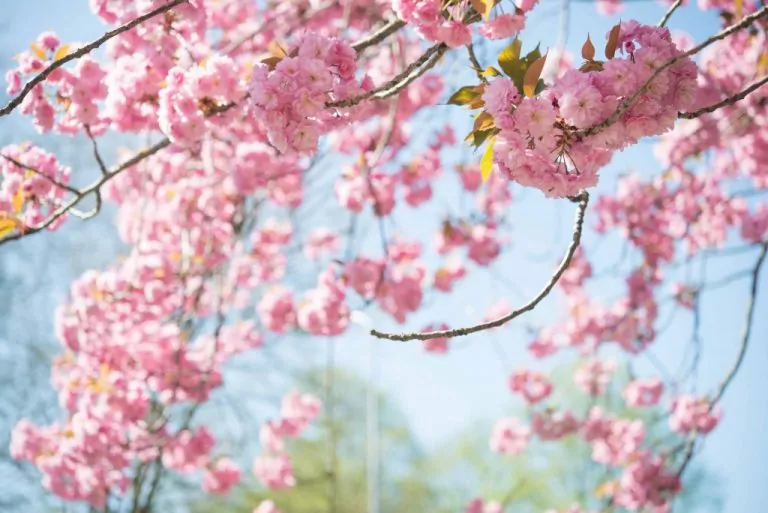 sakura cherry blossom