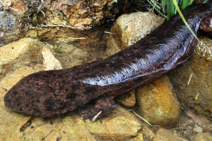 giant japanese salamander