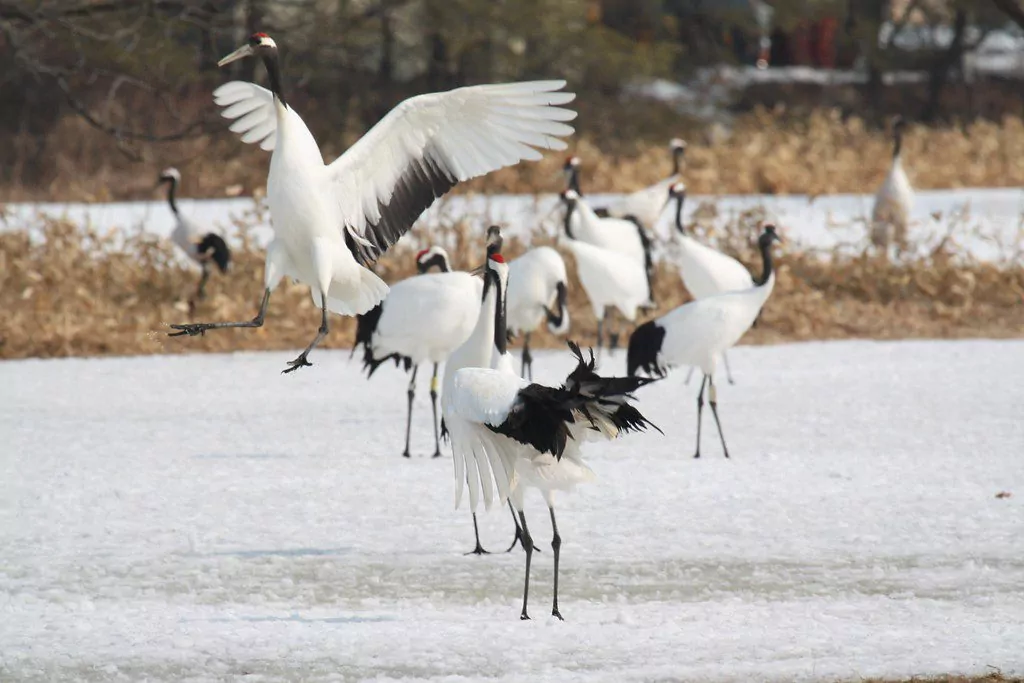 japanese red crowned crane