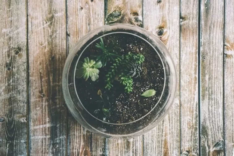 daiso succulent image