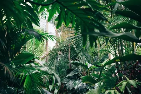 kyoto botanical