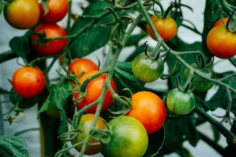 mandarines