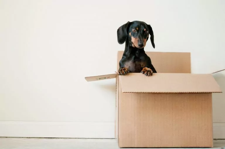 dog in a carton box
