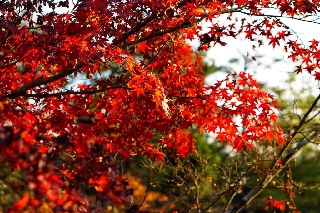 Folhagens de outono japonesas