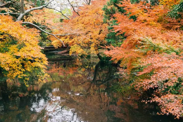 yellow leaves japan
