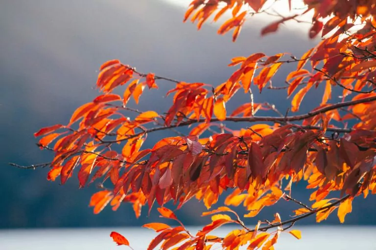 red leaves