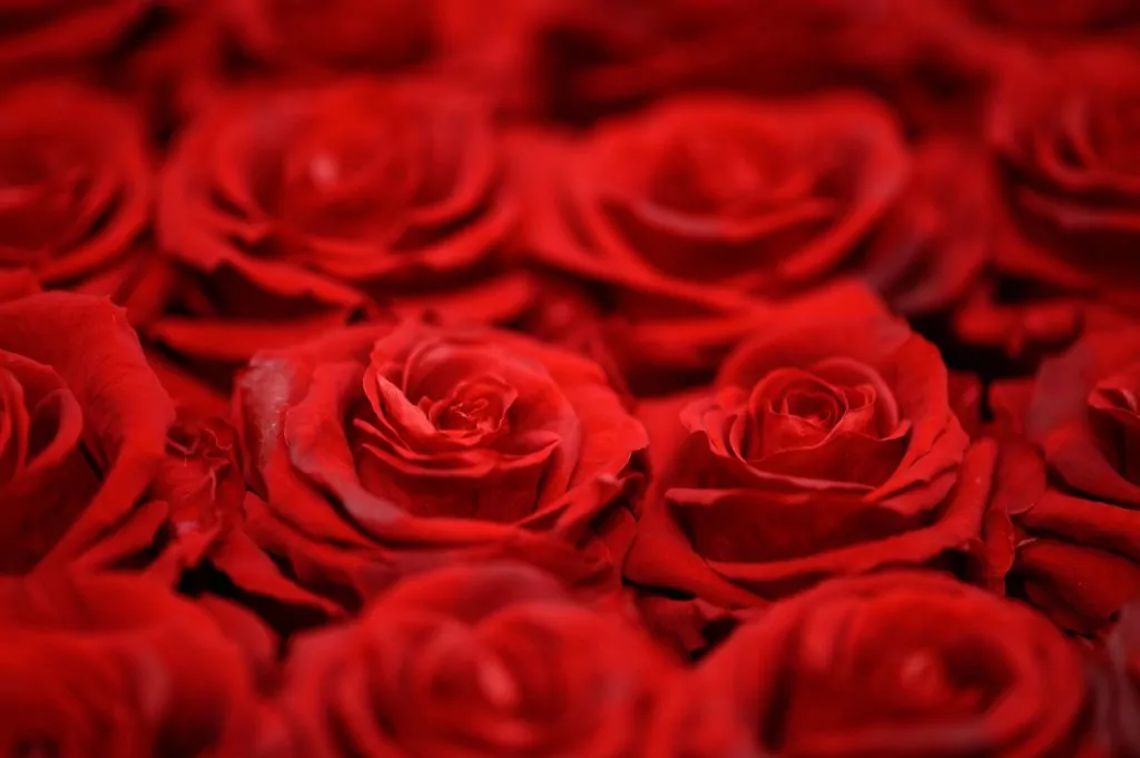 Hoa hồng ngày lễ Valentine