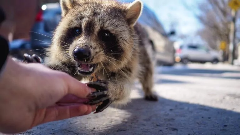 raccoon dog