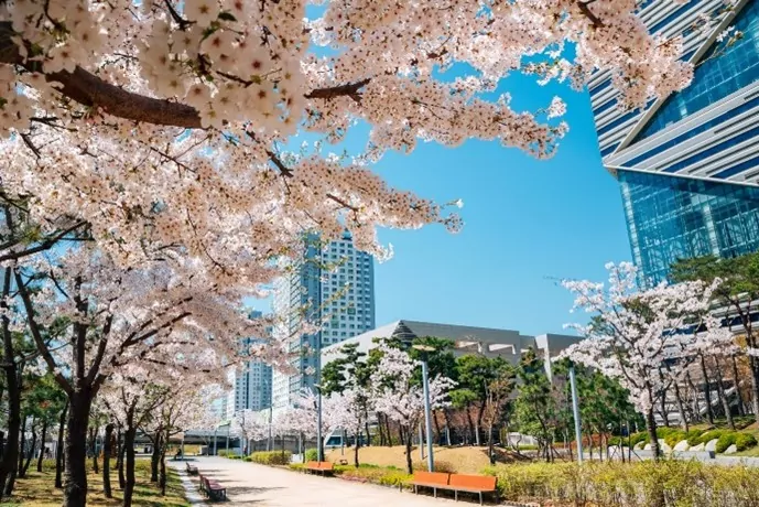 cherry blossom