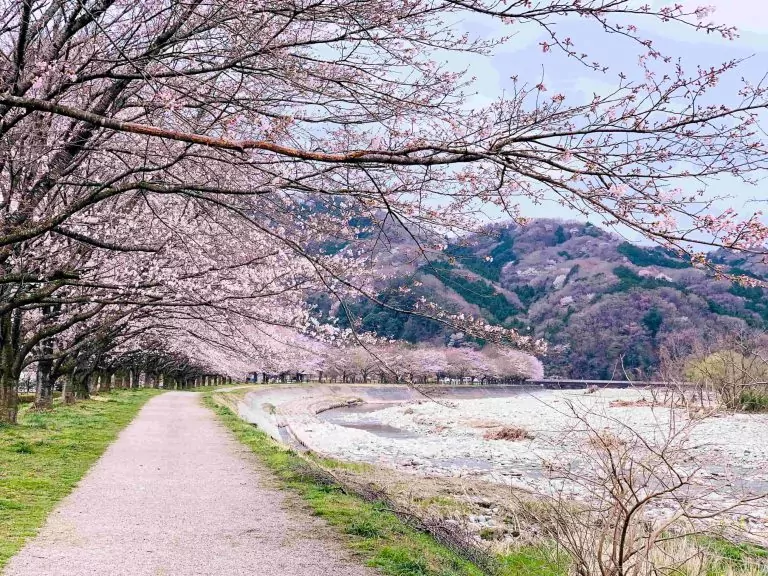 Sakura