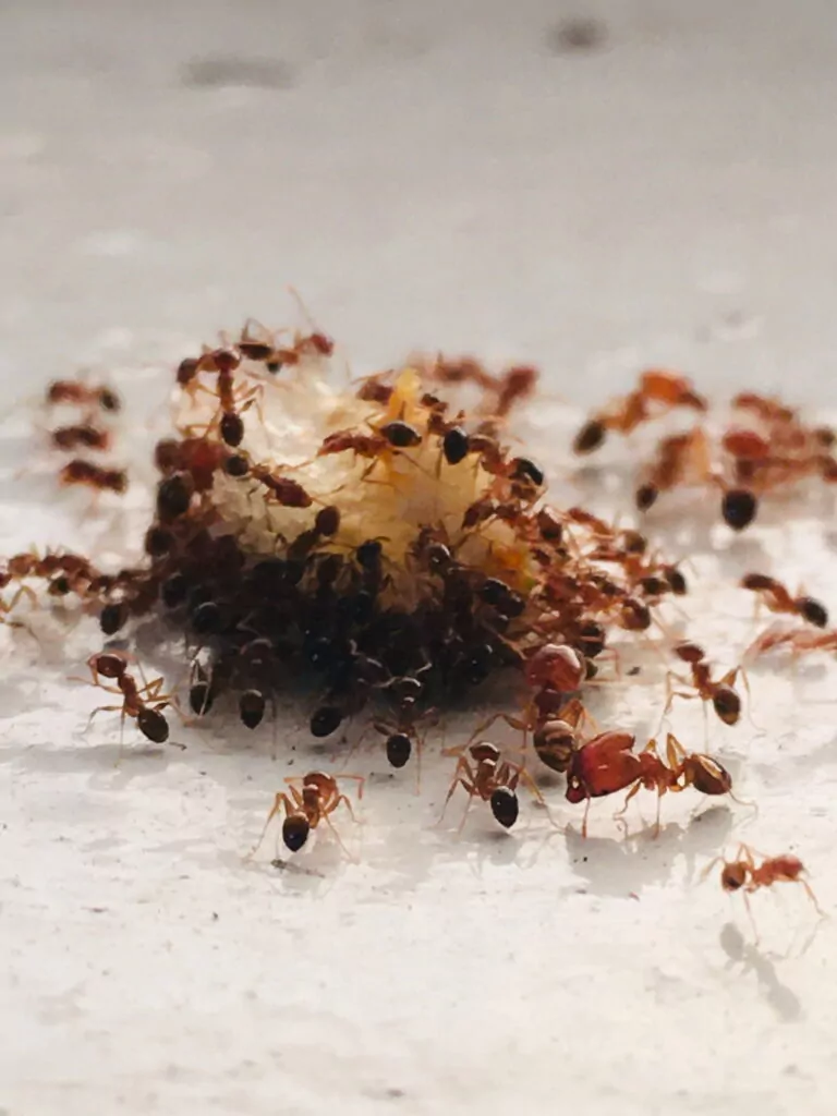Grupo de formigas