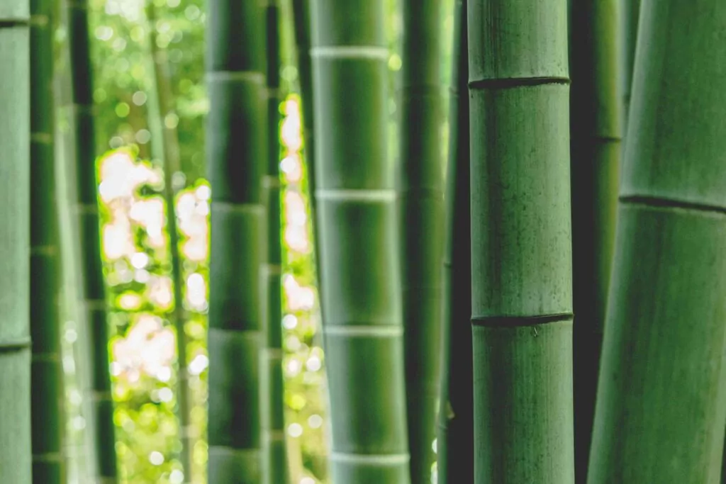 Pés de bambu