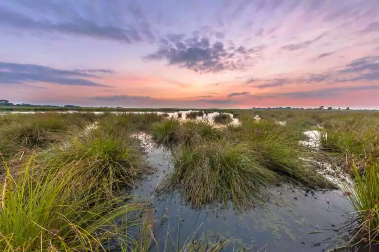 swamp