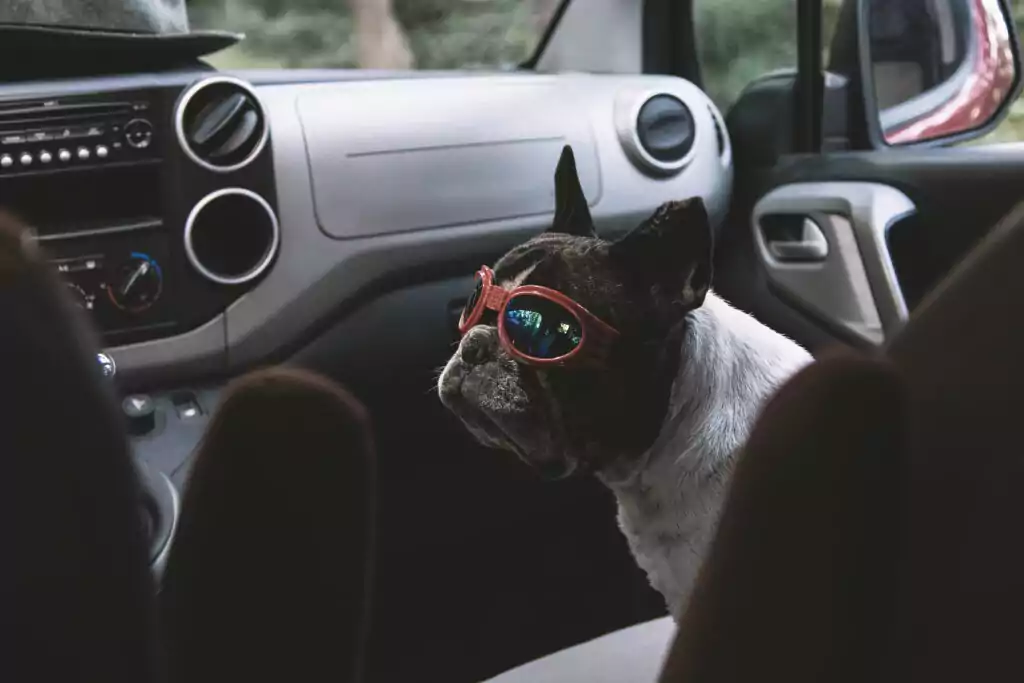 french bulldog in a truck wearing a pair of pilot 2022 01 19 00 20 31 utc