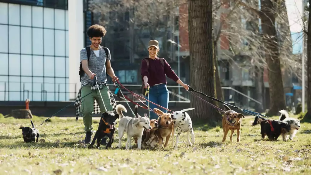 pack of dogs on a leash walking with their pet sit 2022 10 10 22 15 01 utc